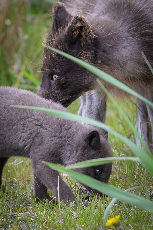 Arctic fox