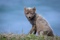 Arctic fox