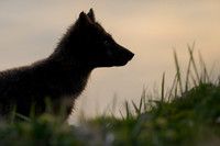Arctic fox