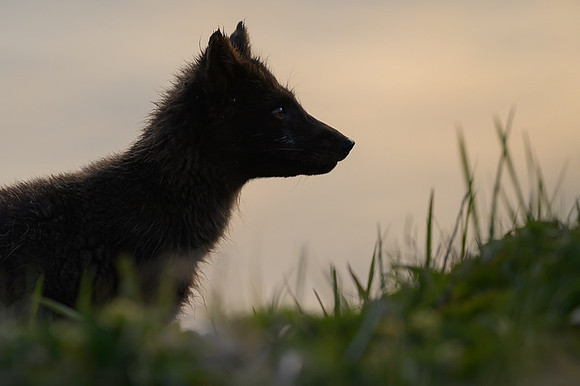 Arctic fox