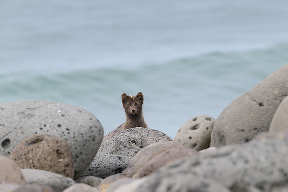 Arctic fox
