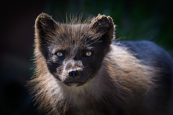 Arctic fox