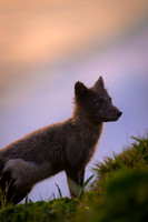 Arctic fox