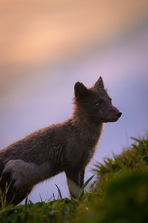 Arctic fox