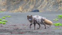 Arctic fox