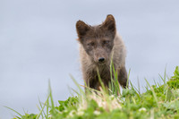 Arctic fox