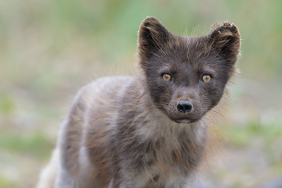 Arctic fox