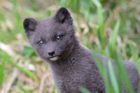 Arctic fox