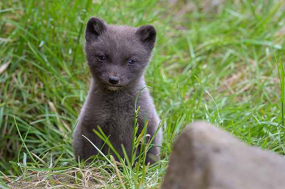 Arctic fox
