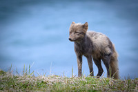 Arctic fox