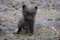 Arctic fox