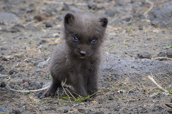 Arctic fox