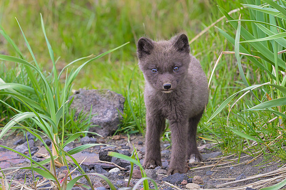 Arctic fox