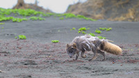 Arctic fox