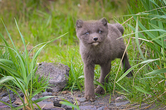 Arctic fox
