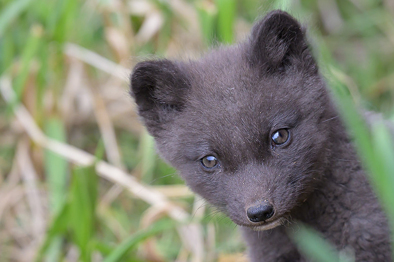 Arctic fox