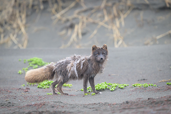 Arctic fox