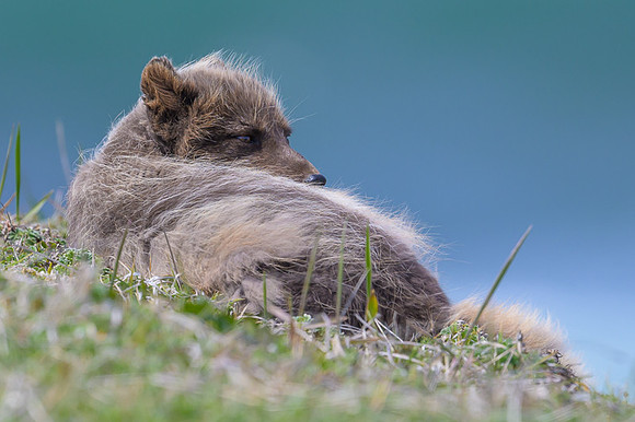 Arctic fox