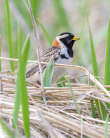 Lapland Longspur