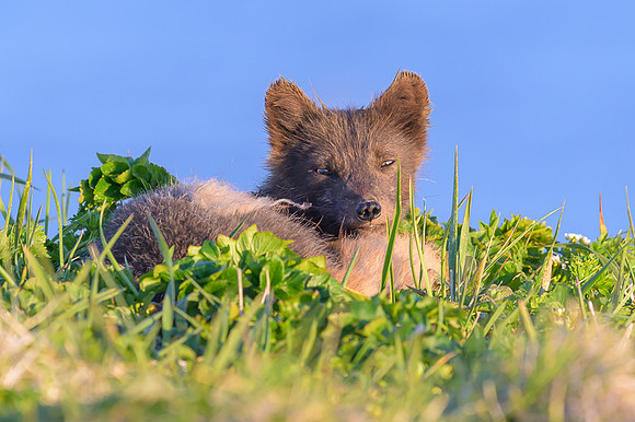 Arctic fox