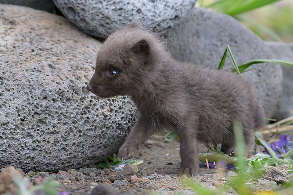 Arctic fox