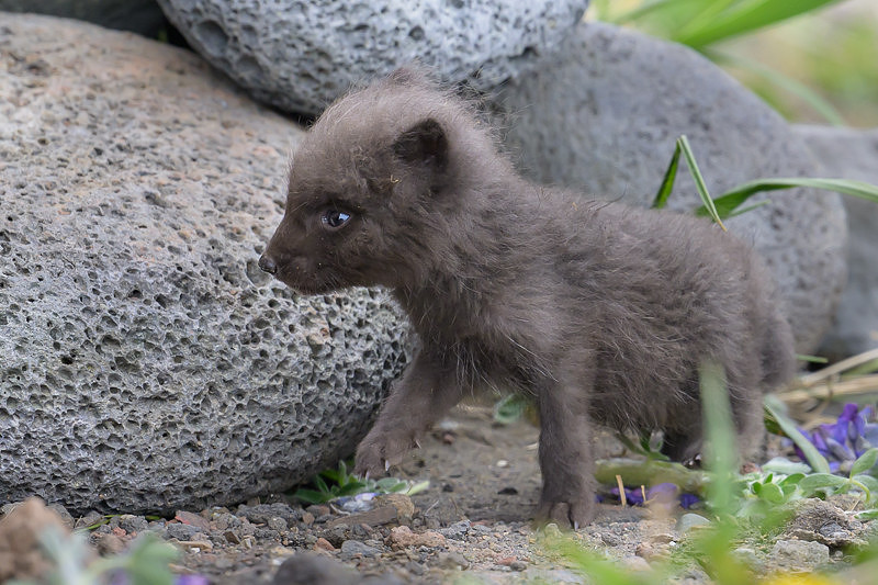 Arctic fox