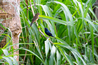 Indigo Bunting