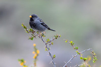 Mourning Sierra Finch