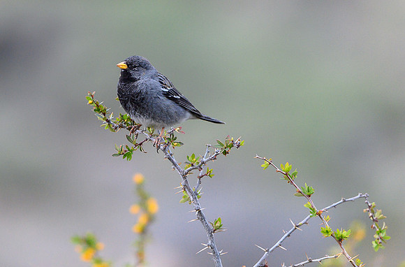 Mourning Sierra Finch