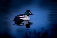 Common Goldeneye / Gągoł