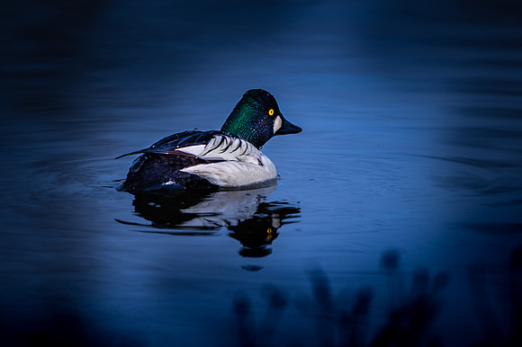 Common Goldeneye / Gągoł