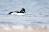 Common Goldeneye / Gągoł