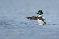Common Goldeneye / Gągoł