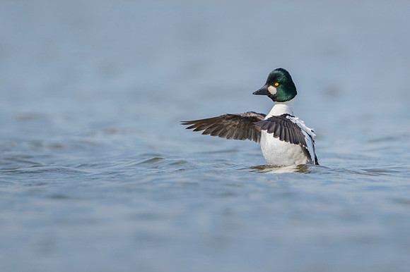Common Goldeneye / Gągoł