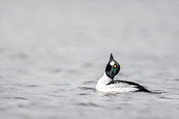 Common Goldeneye / Gągoł