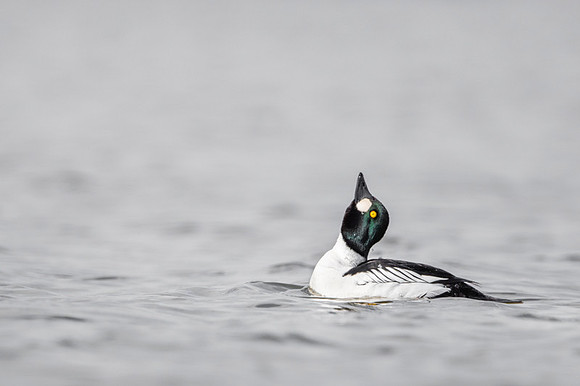 Common Goldeneye / Gągoł