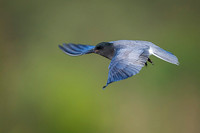 Black tern / Rybitwa czarna