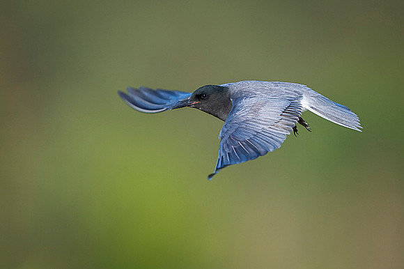 Black tern / Rybitwa czarna