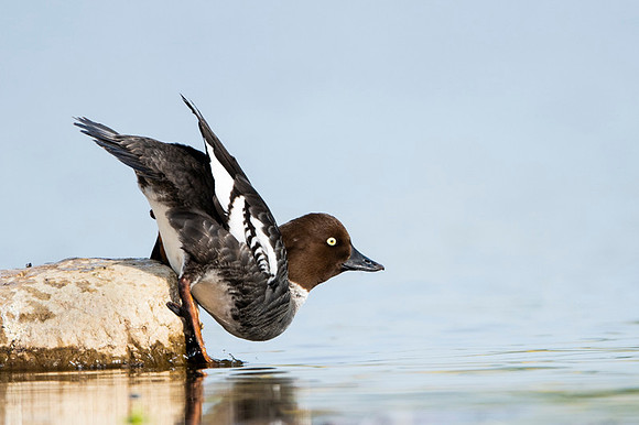 Common Goldeneye / Gągoł