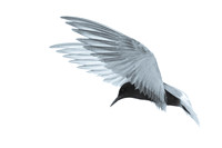 Black tern / Rybitwa czarna