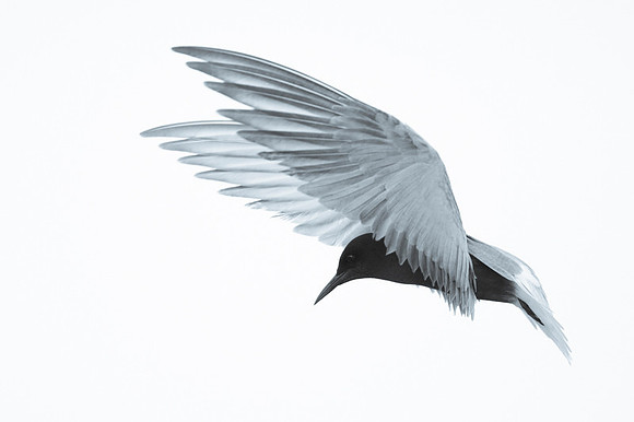 Black tern / Rybitwa czarna