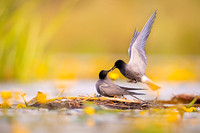 Black tern / Rybitwa czarna