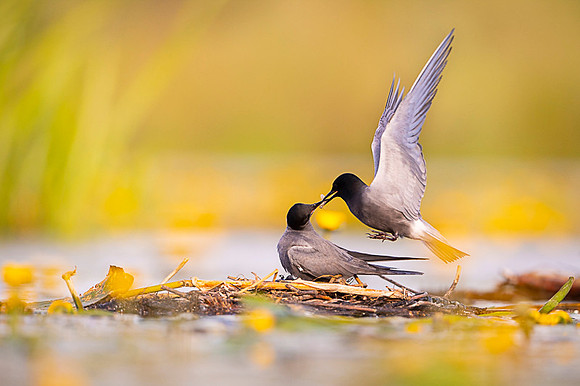 Black tern / Rybitwa czarna