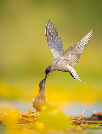 Black tern / Rybitwa czarna