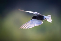 Black tern / Rybitwa czarna