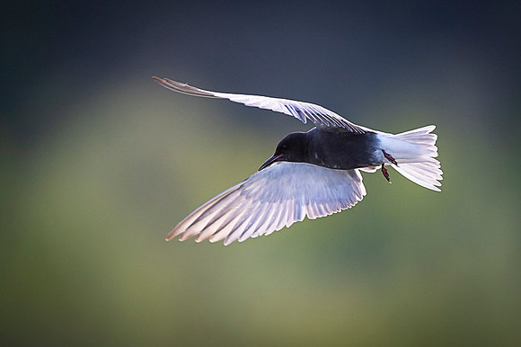 Black tern / Rybitwa czarna