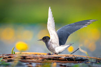Black tern / Rybitwa czarna