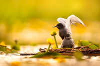 Black tern / Rybitwa czarna