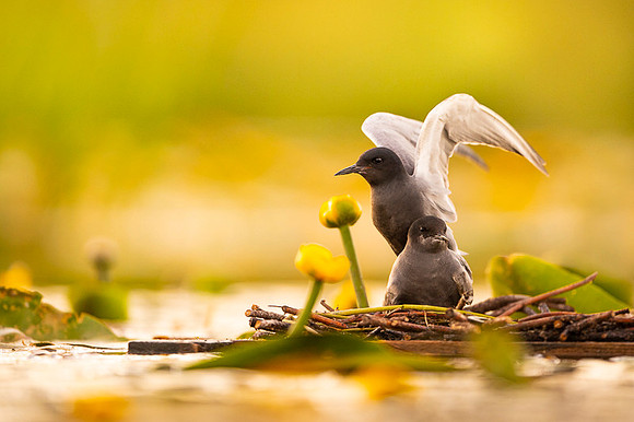 Black tern / Rybitwa czarna