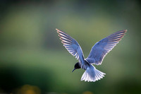 Black tern / Rybitwa czarna